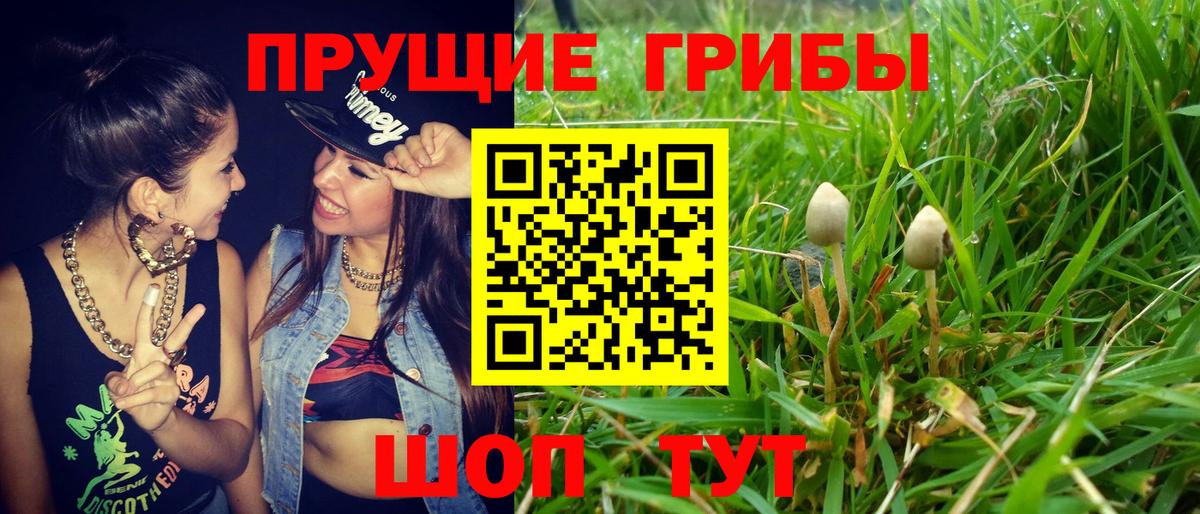 Псилоцибиновые грибы Cubensis Острогожск